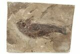 Miocene Fossil Fish - Cherry County, Nebraska #262280-1